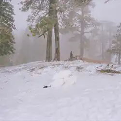 An angel lying face down in the snow in a forest