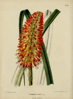 1868 illustration