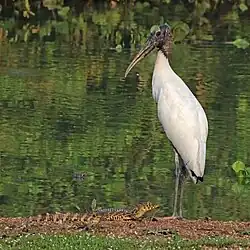 Storks, such as this wood stork (right), can prey on juveniles (left).