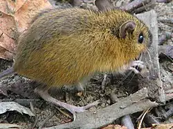 A small, dark-eyed, light-colored animal with a wide dorsal stripe only slightly darker than its overall coloration sits amid forest debris