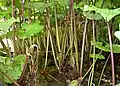 Butterbur colony