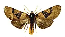 a pinned moth with yellow-brown wings with dark brown triangles