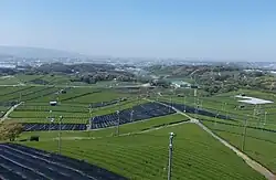 Plantations in Yame, Fukuoka Prefecture