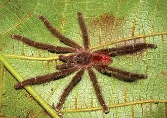 Adult male Y. gamba