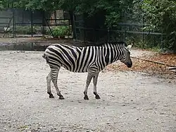 Chapman's zebra
