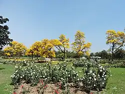 Roses in the garden.