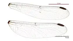 Female wings
