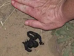 Photo of a some dark-coloured animal droppings next to a human hand