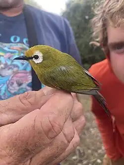 A small olive-green bird with a distinctive white eye-ring perched on a person’s hand