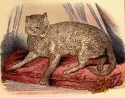 Illustration of the so-called first abyssinian cat, Zula, from the book by Dr. W. Gordon Stables: Cats, Their Points and Characteristics and Curiosities of Cat Life, 1874