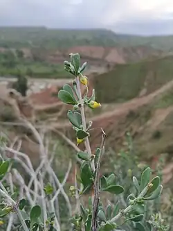 Zygophyllum atriplicoides, Behbahan, Iran