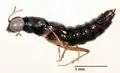 Stenus sp.