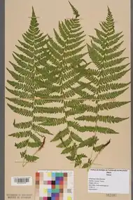 A herbarium specimen of the lady fern, Athyrium filix-femina