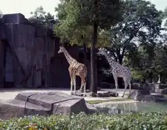 Giraffes at the zoo