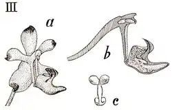 Diagram displaying various components of Aerides inflexa