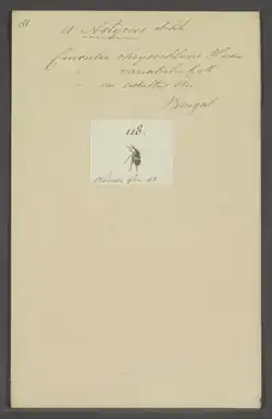 Astycus is a genus of beetles belonging to the family Curculionidae. Species are distributed throughout India, Sri Lanka, Myanmar, China, Thailand and Sumatra.