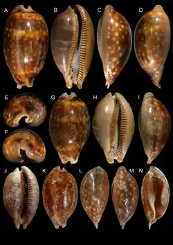 Macrocypraea mammoth